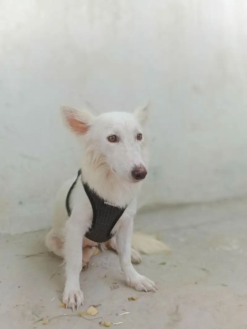 White Spitz Female — photo 4