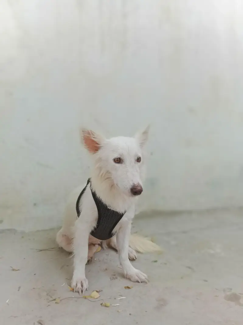 White Spitz Female — photo 5