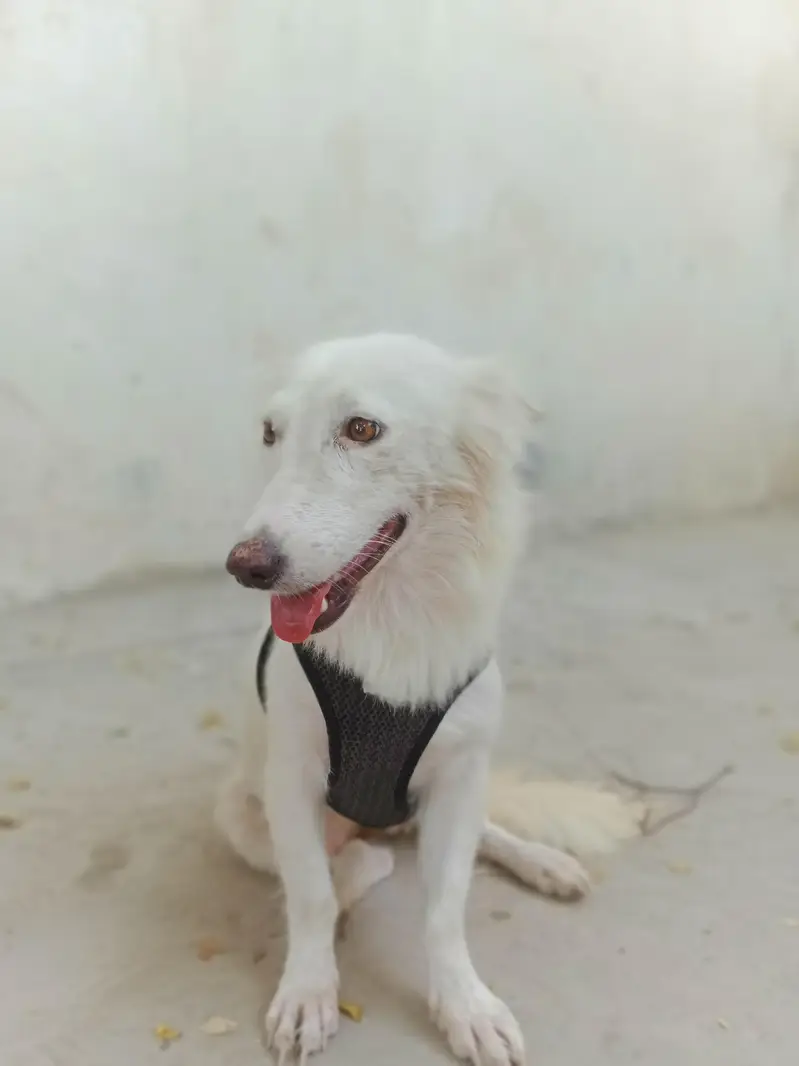 White Spitz Female — photo 6