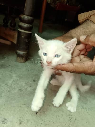 Persian kitten for sale