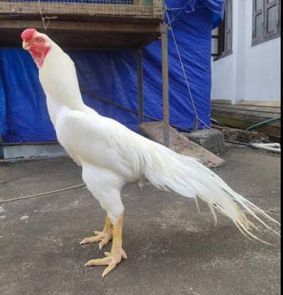 parrot beak aseel
