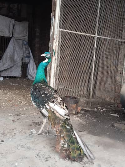 Blue Shoulder Peacock