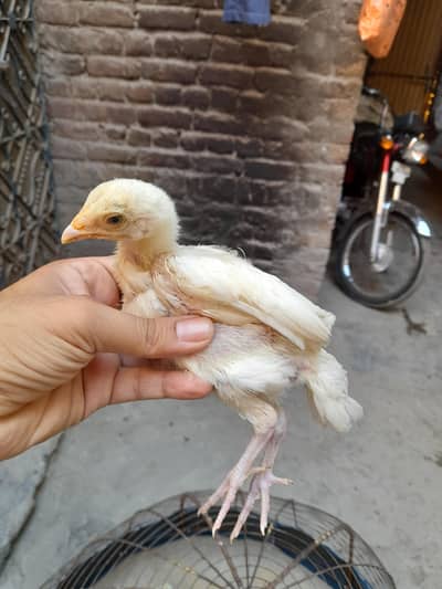 heera aseel chicks