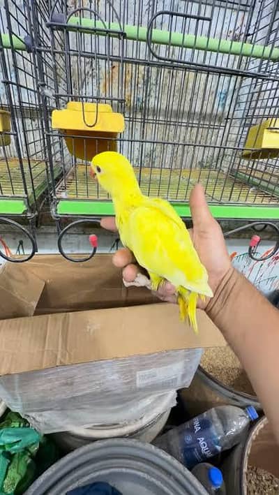 yellow ringneck baby / 03156376925