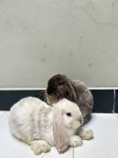 2 month old pair of bunny rabbits