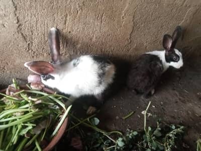 sale of two male rabbits