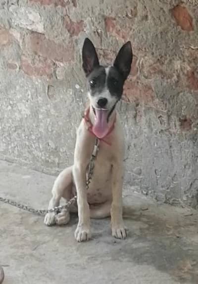 gultair male puppy