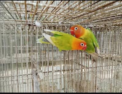 yellow fisher/fishery breeding pair available