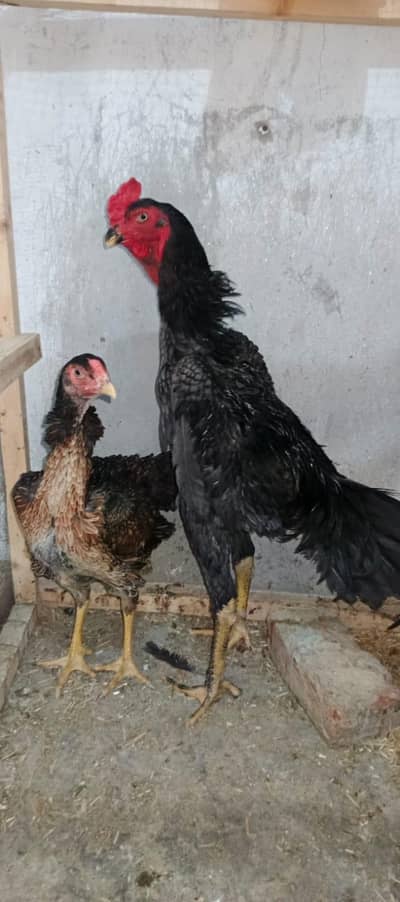 full healthy aseel Shamo pair