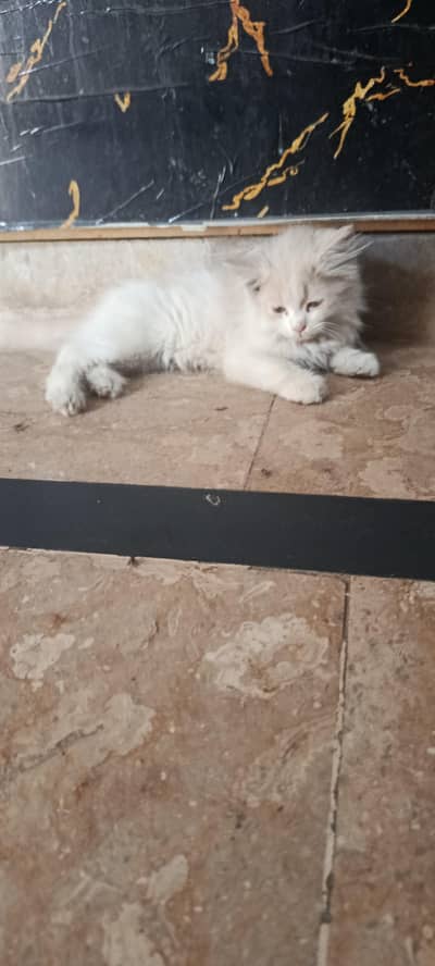 Persian kitten