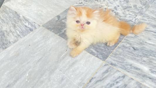 extream punch kitten