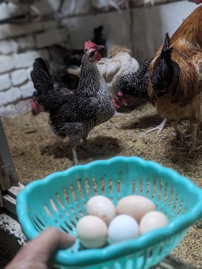 Desi eggs (03444608899)