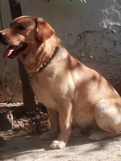 British Labrador trained