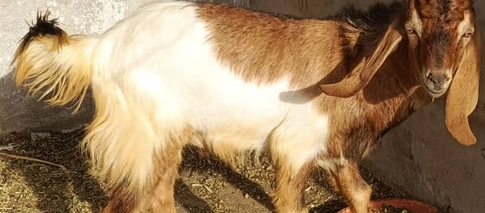 Bakray for Sale