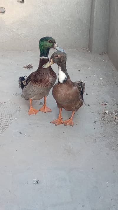 Khaki Duck Pair For Sale Islampura Sargodha