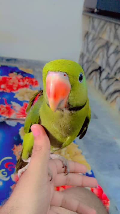friendly parrot