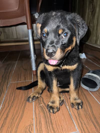 ROTWILLER 3 month pup