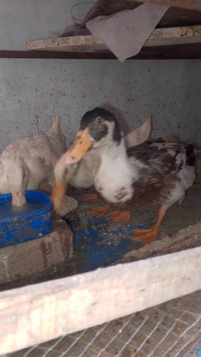 Pure White ducks Pair GHR ki Pali huwe ,A++ Quality 03364578464