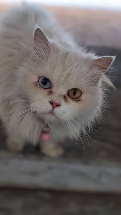 Perdian adult catts for sale