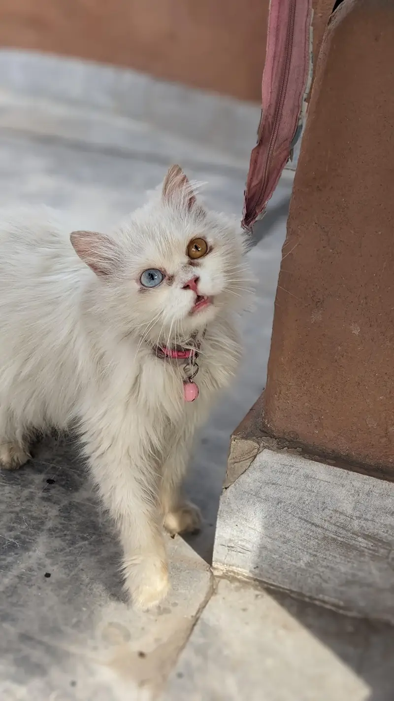 Persian adult catts for sale — photo 4