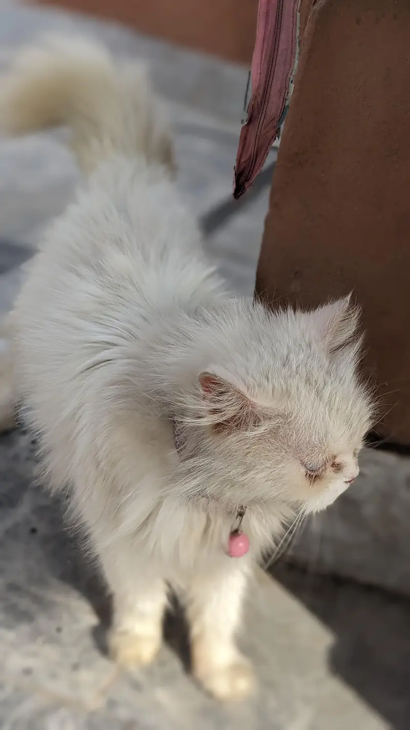 Persian adult catts for sale — photo 5