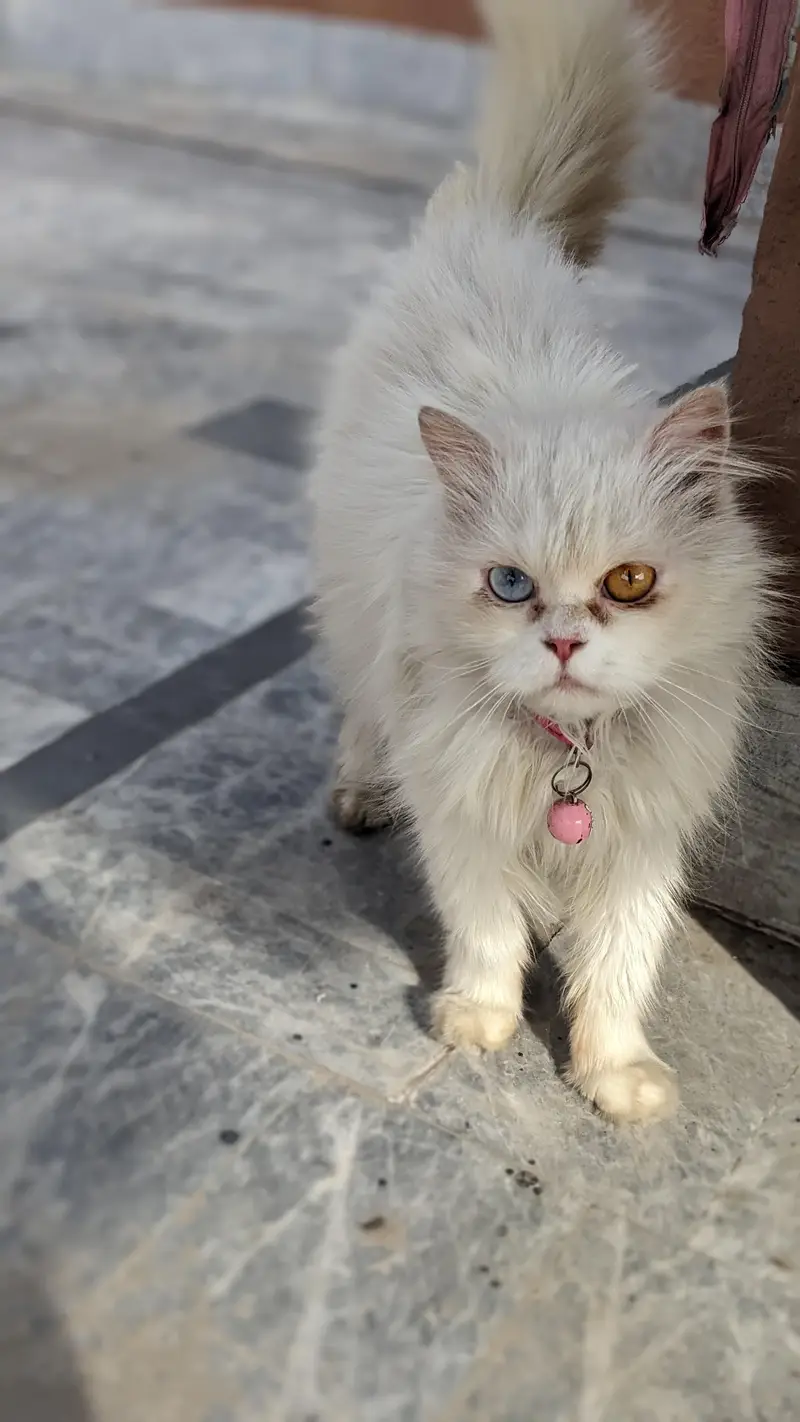 Persian adult catts for sale — photo 6