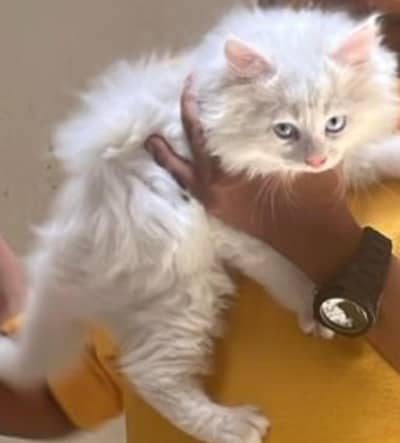 Persian 2 male triple coat for sale blue eyes