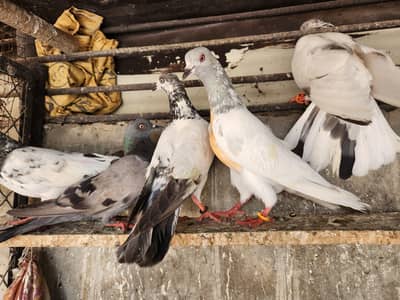 Golden,teddy pigeons for sale