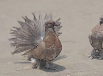 American Pair