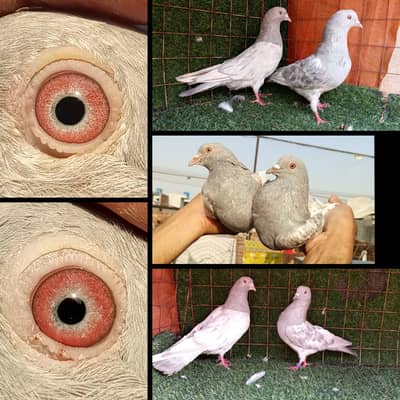 joro waly pigeon / Kabootar | Cage | Pinjra | Jory kabootar with cages