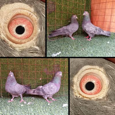 joro waly pigeon / Kabootar | Cage | Pinjra | Jory with cages. . . 1500pr