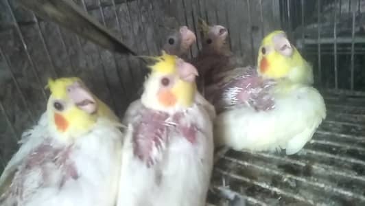Cocktail chicks for sale one piece price 1300
