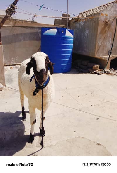 dumba for sale