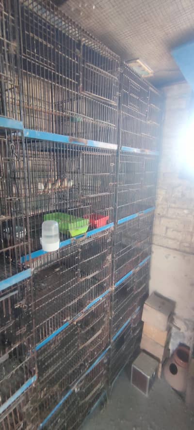 8cage 5protion hai best for goldian finches