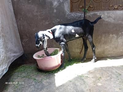 Goat for Sale