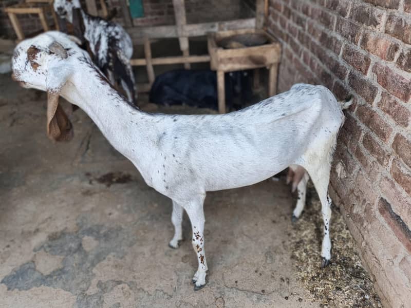 ایک عدد بکری، تین عدد پٹھ برائے فروخت 0