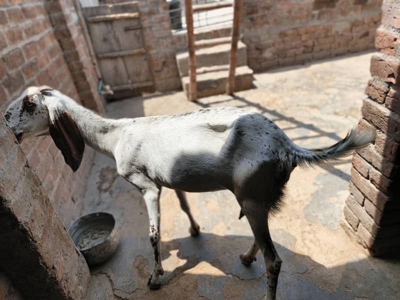 ایک عدد بکری، تین عدد پٹھ برائے فروخت 1