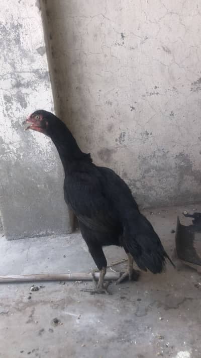 For sale