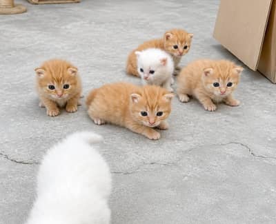 piki face kittnes | triple coat | Blue eyes | persian kittnes for sale