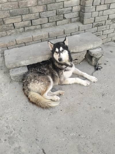 hasky dog long hair devorming done age 1 year 5 month