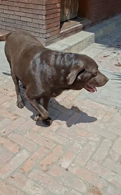 labrador bella of unique kennel