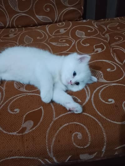 sub kuch kha leta ha bht shrarty piyara samjhdar bhe ha