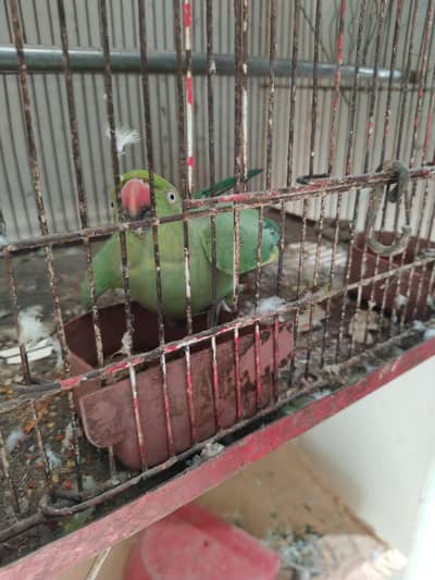 green tota