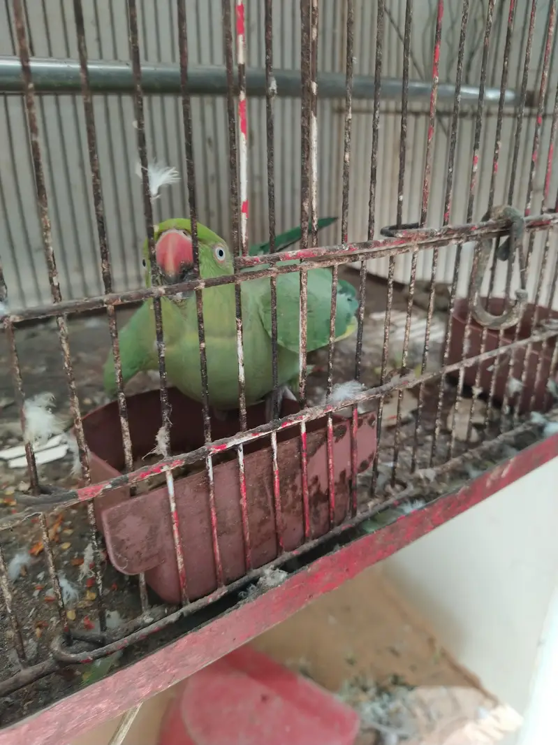green tota