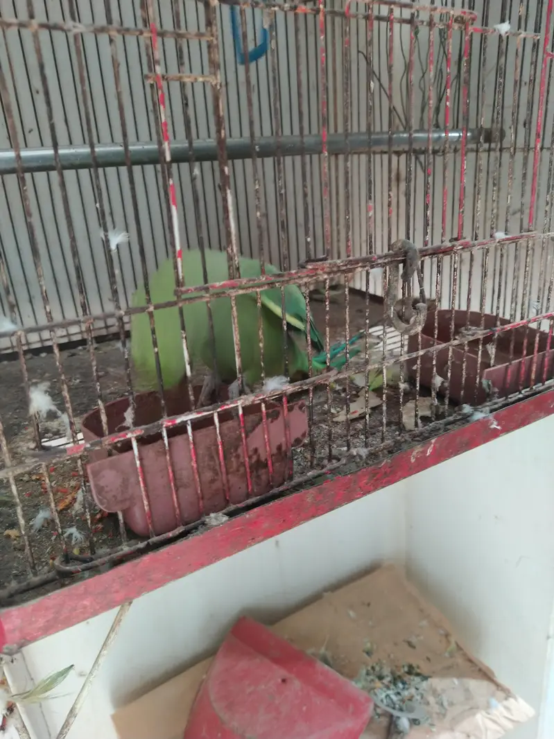 green tota — photo 2