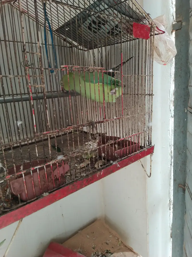 green tota — photo 3