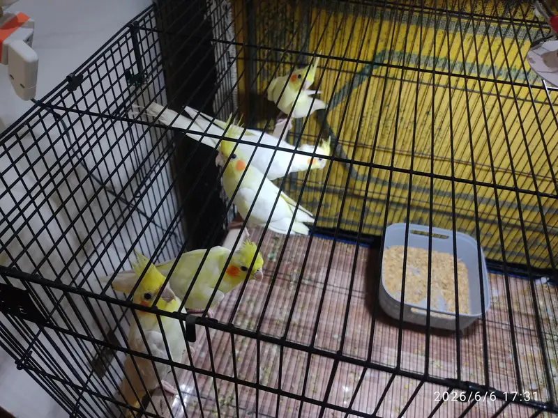 Cream Cocktail pair for Sale — photo 6