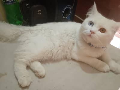 Cat For Sale