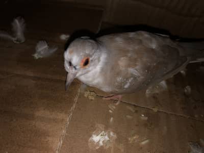Red daimond dove only 1 piece available