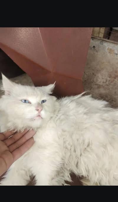 male cat Persian blue eyes white collar